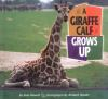 A_giraffe_calf_grows_up
