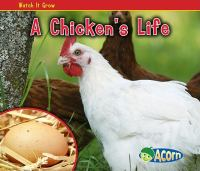 A_chicken_s_life