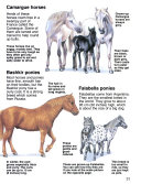 The_Usborne_book_of_horses_and_ponies